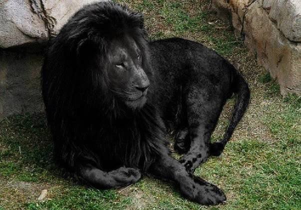 Черный лев - лев - оригинал