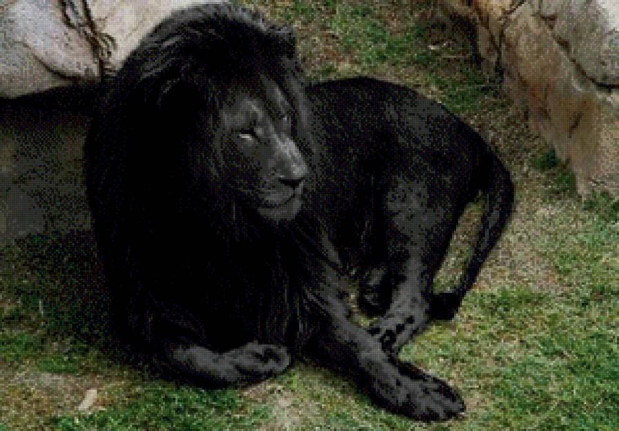 Черный лев - лев - предпросмотр