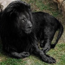 Схема вышивки «Черный лев»