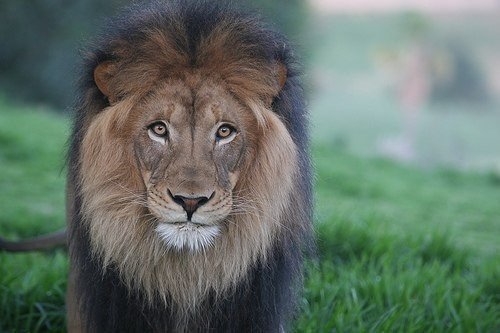 царь зверей - царь зверей, хищник, лев, природа, животное - оригинал