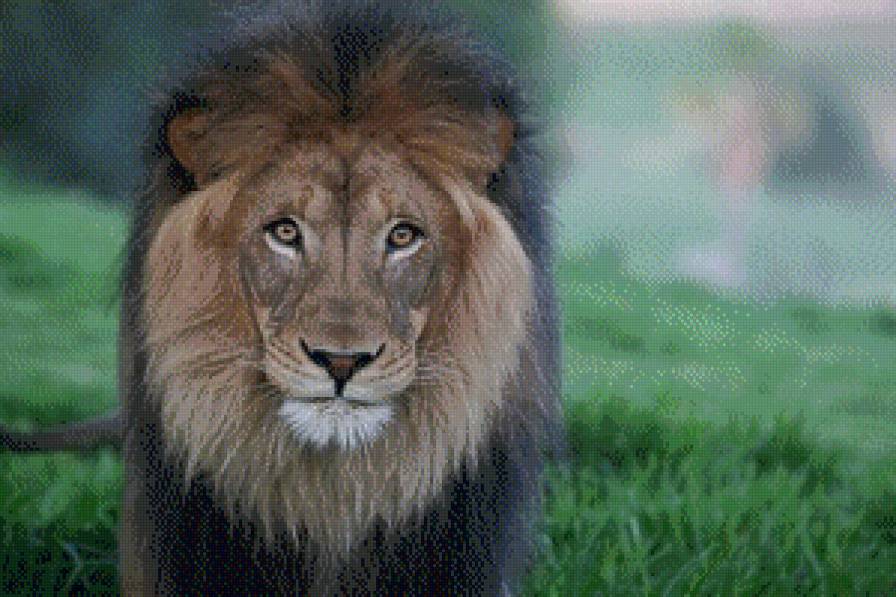 царь зверей - хищник, животное, лев, царь зверей, природа - предпросмотр
