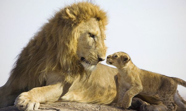 семья - хищник, любовь, дети, лев, львенок, природа, животные, семья - оригинал