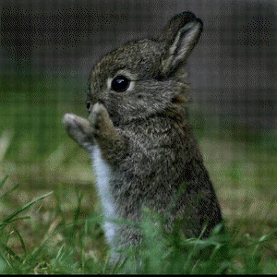 зайчик - животное, зайчик, природа - предпросмотр