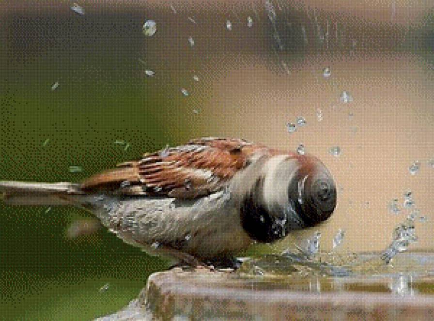 воробей - воробей, птица, брызги, природа - предпросмотр