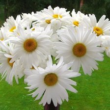 Схема вышивки «Букет ромашек»