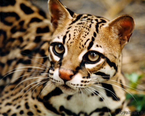 №443673 - кошки - оригинал