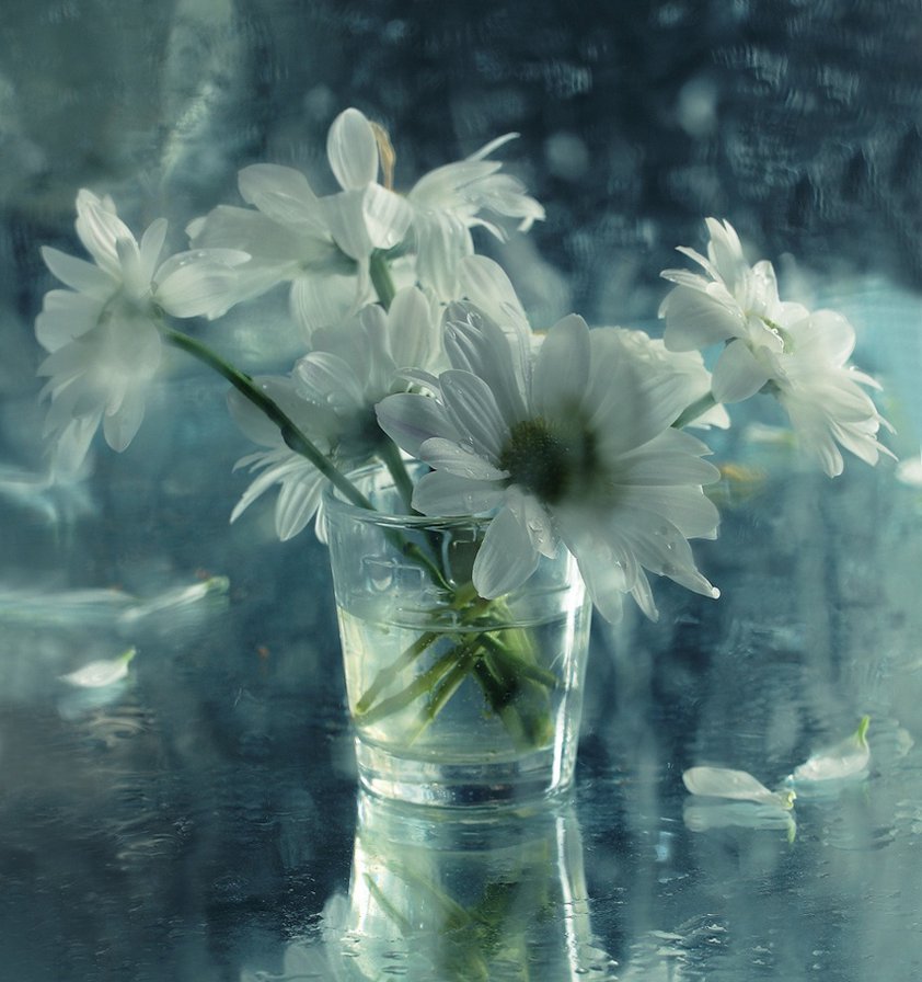 Серия "Цветы под дождем" - цветы, ромашки - оригинал