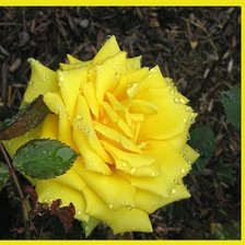 Схема вышивки «roza»