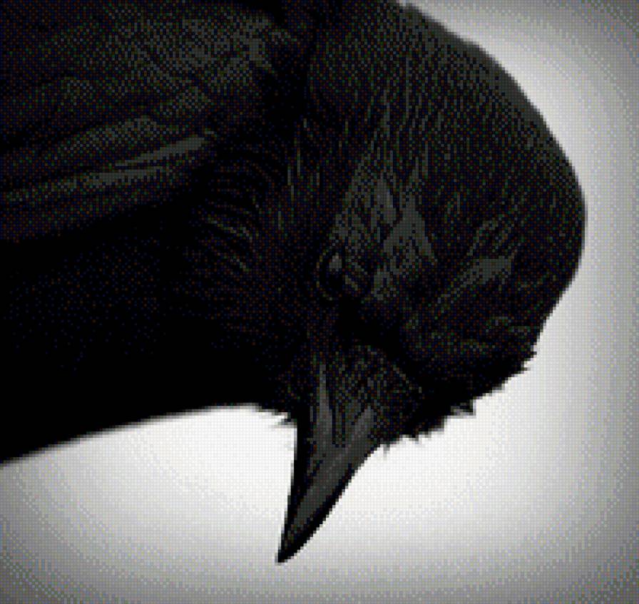 Ворон - вороны, ворон - предпросмотр