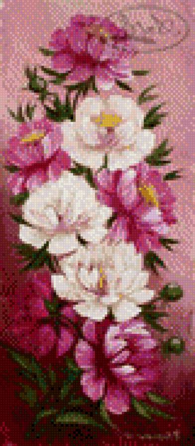 пионы - цветы, букет - предпросмотр