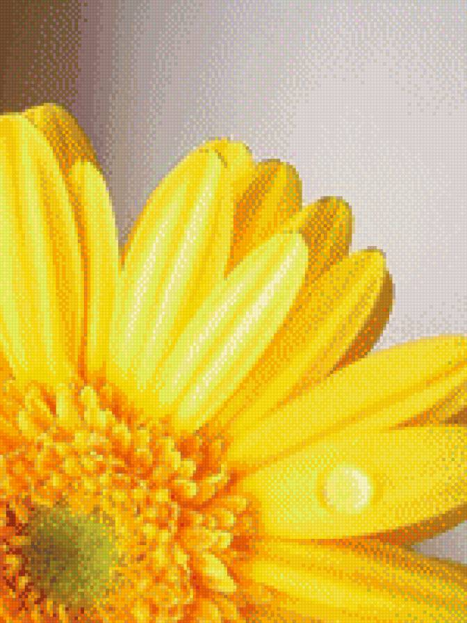 подсолнух - лепески, один, подсолнух, желтый, цветы - предпросмотр