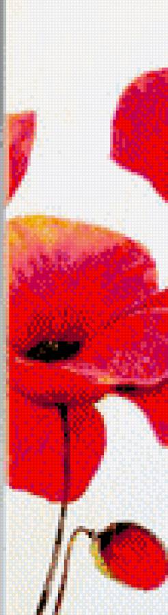 Маки триптих (часть 2) - триптих, мак, маки, цветы - предпросмотр