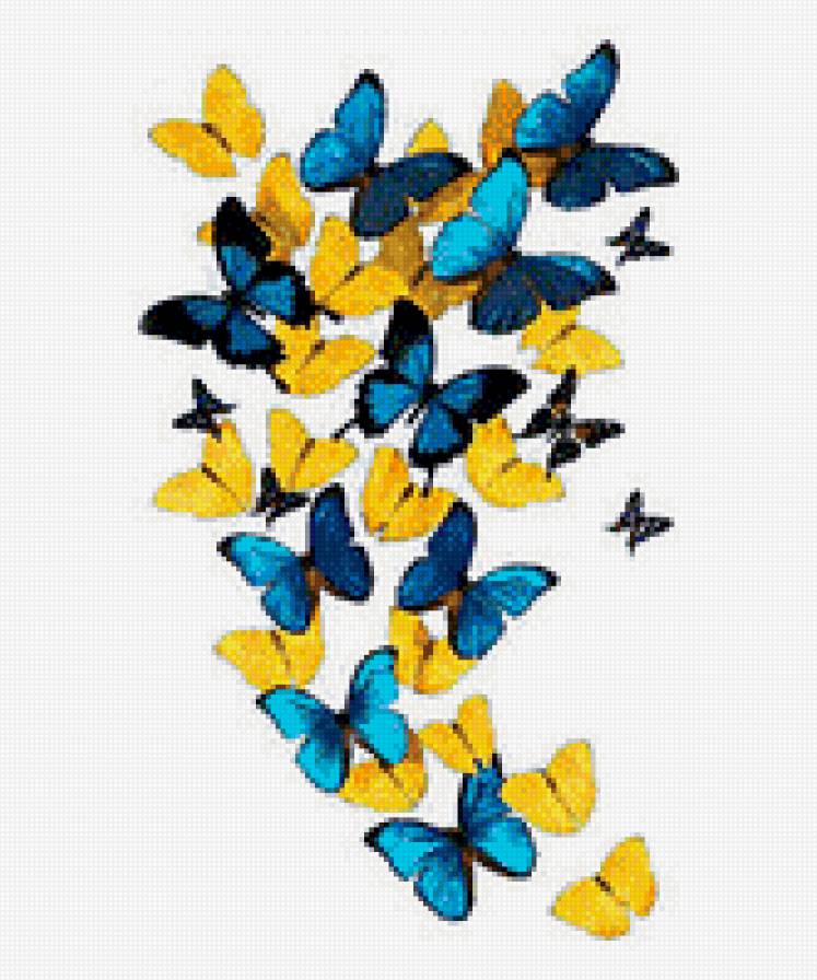 Бабочки - бабочки, на, фоне, белом, синий, черный, желтый - предпросмотр