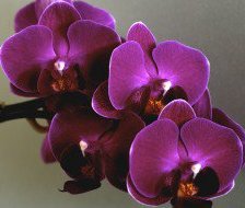Схема вышивки «Лиловые орхидеи»