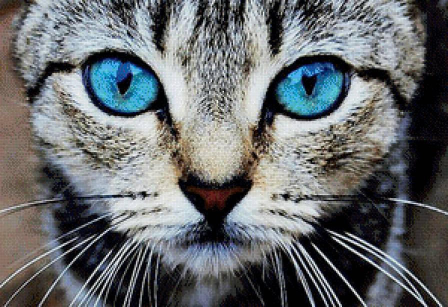 Киса - кошка - предпросмотр