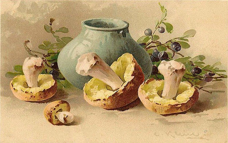 Грибочки - грибы, для кухни, натюрморт - оригинал