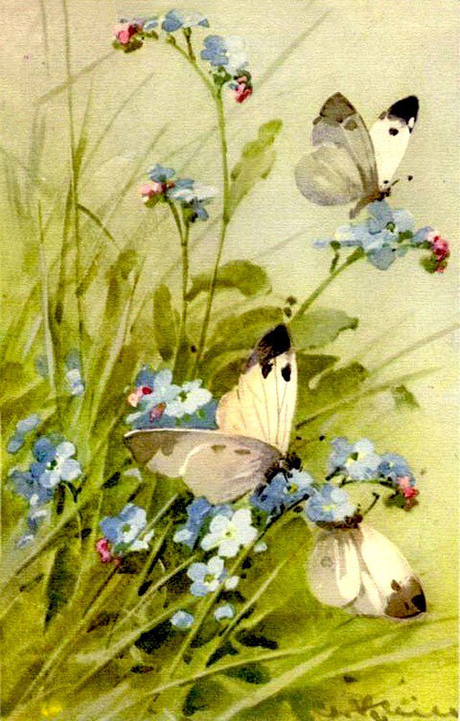 Незабудки и бабочки - бабочки, цветы, незабудки - оригинал