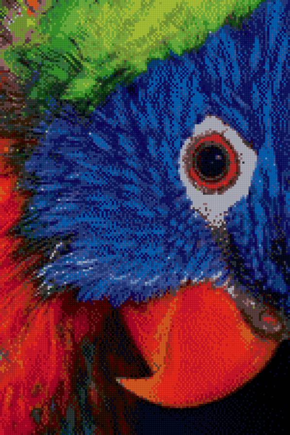 попка - птицы, попугаи - предпросмотр