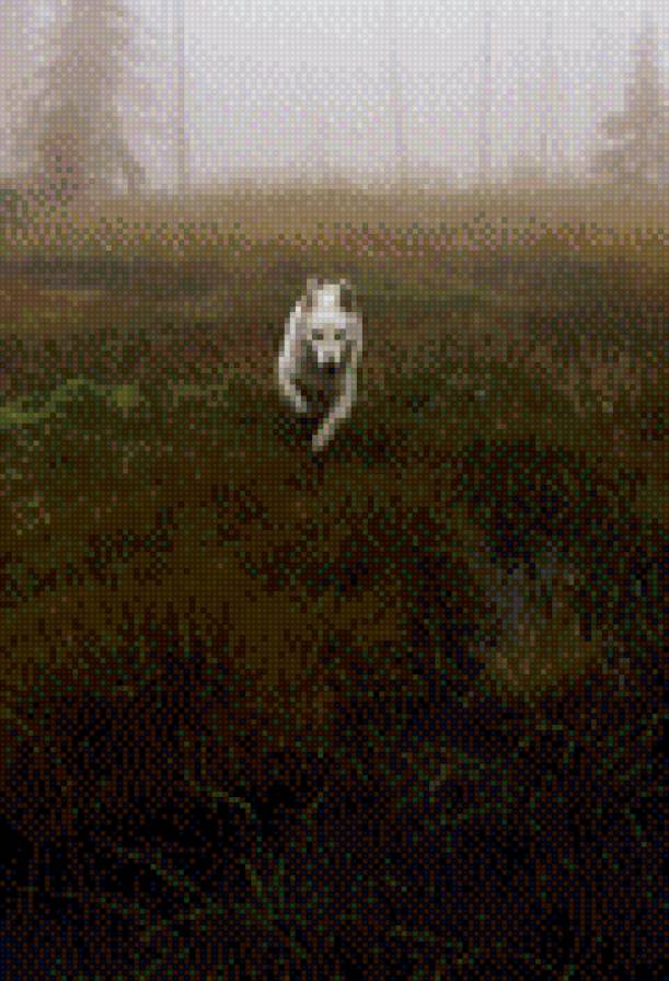 Волк - предпросмотр