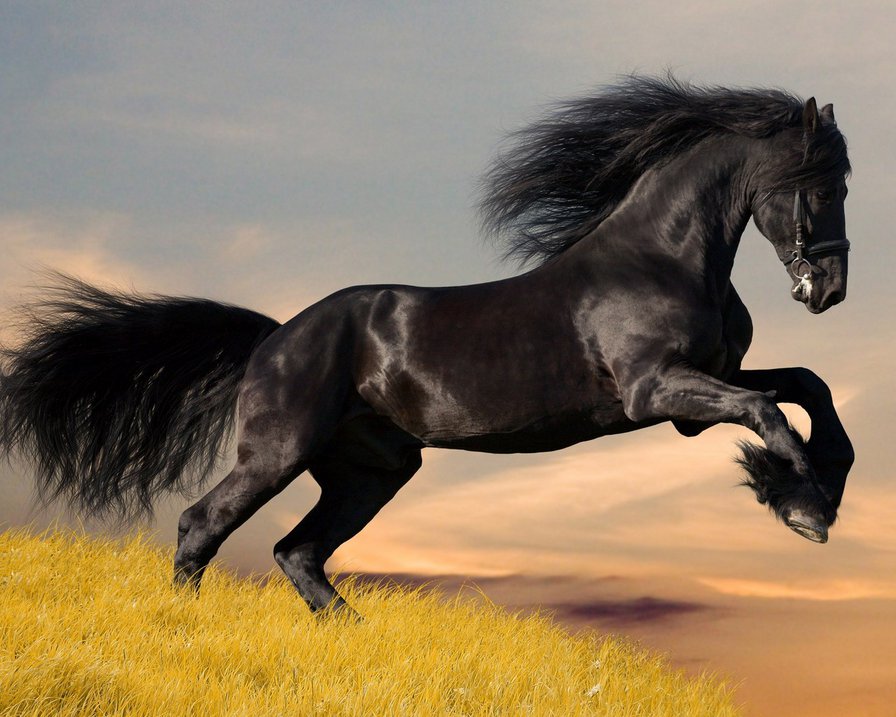 вороной конь - конь, животные, вороной конь, лошади - оригинал