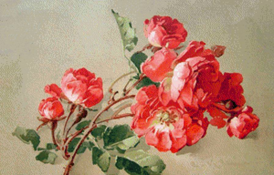 Нежные розы - цветы, розы - предпросмотр