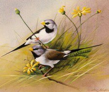 Схема вышивки «Птички»