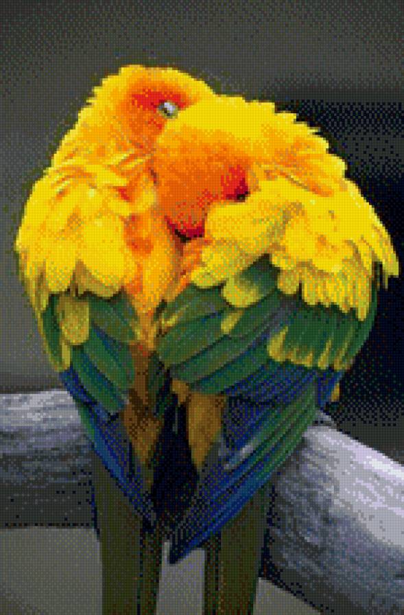 Попугайчики - предпросмотр