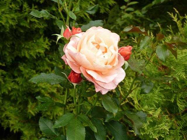 №446195 - оригинал