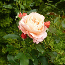 Схема вышивки «№446195»