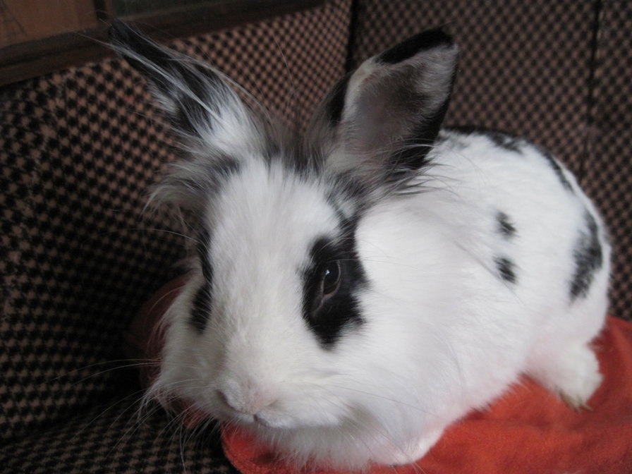 Крольчу - оригинал