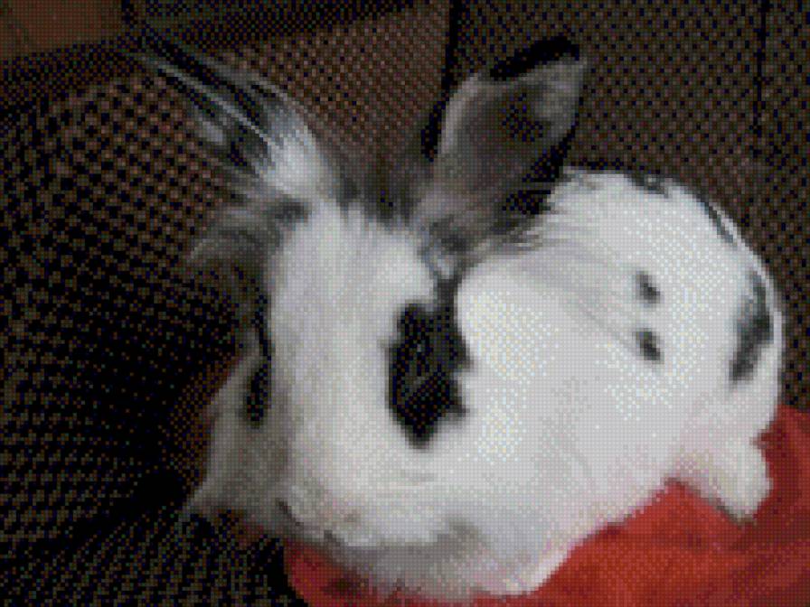 Крольчу - предпросмотр