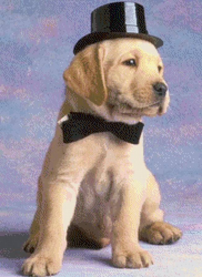 джентельмен - собаки - предпросмотр