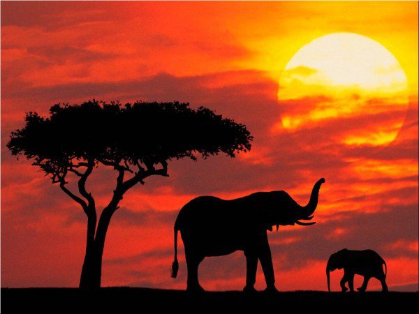 Африка - закат солнца, животные, африка, природа - оригинал