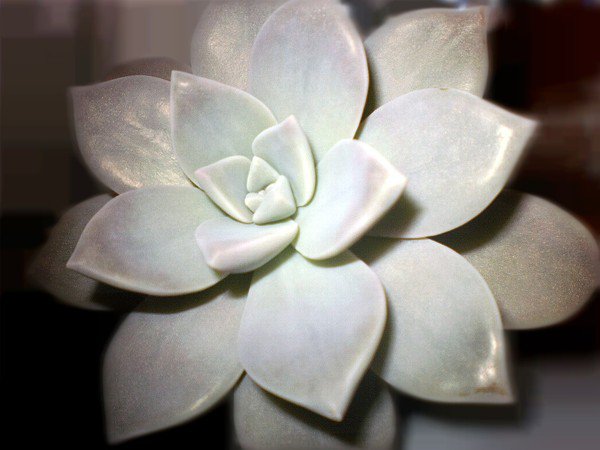 №446317 - цветок - оригинал