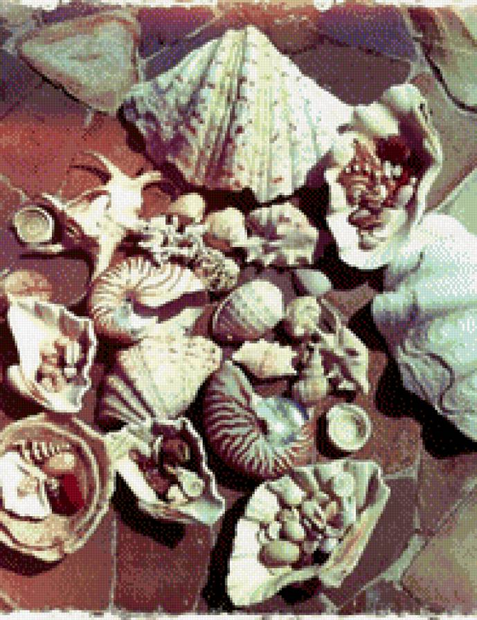 Ракушки - ракушки - предпросмотр