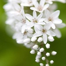 Схема вышивки «Весна»