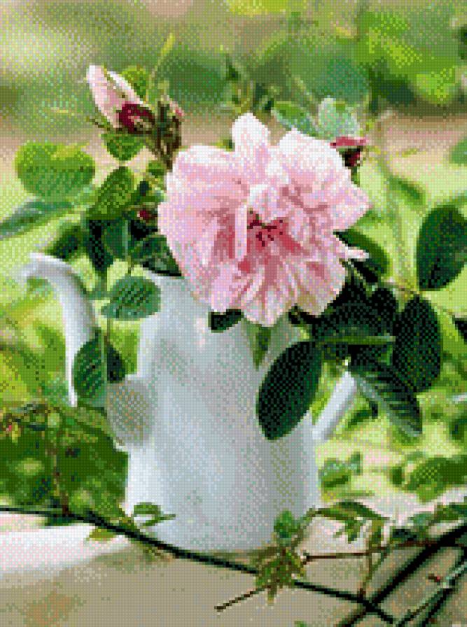 Шиповник - шиповник, цветы - предпросмотр