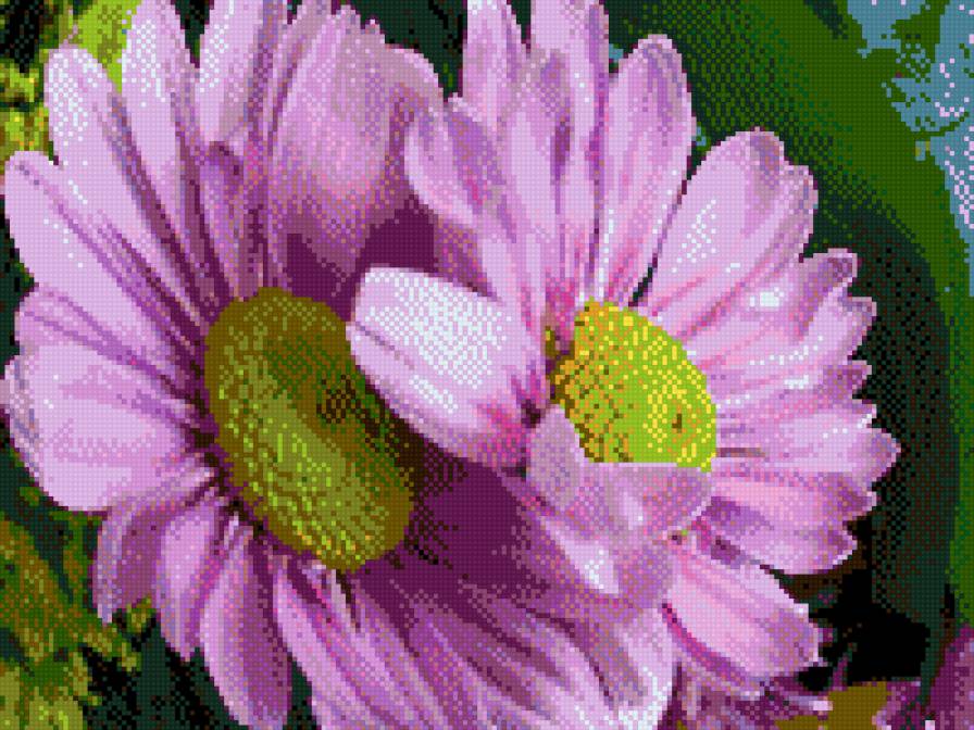 георгин веселая семейка - цветы - предпросмотр