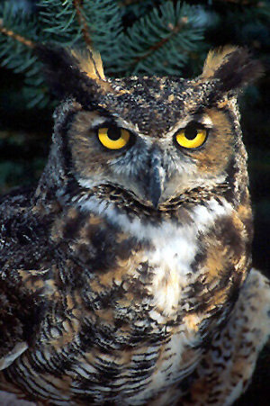 №446818 - оригинал