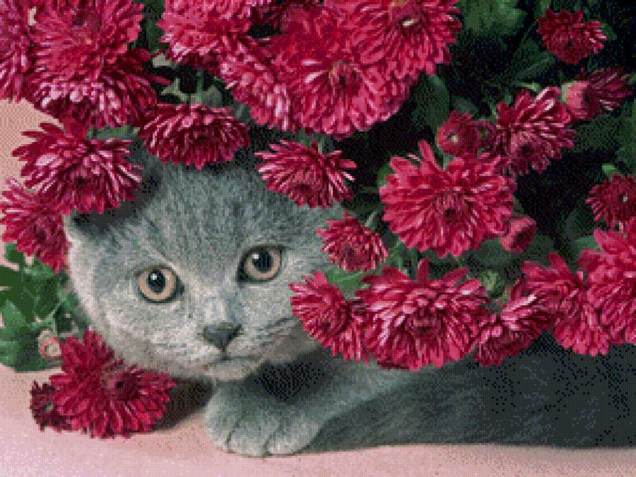 кот в цветах - предпросмотр