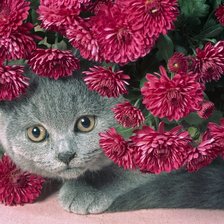 кот в цветах