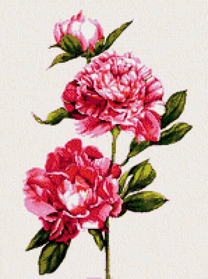 Пионы (PICTTA) - цветы, картина, пионы, акварель, розы - предпросмотр