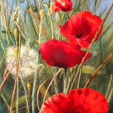 Схема вышивки «маки»