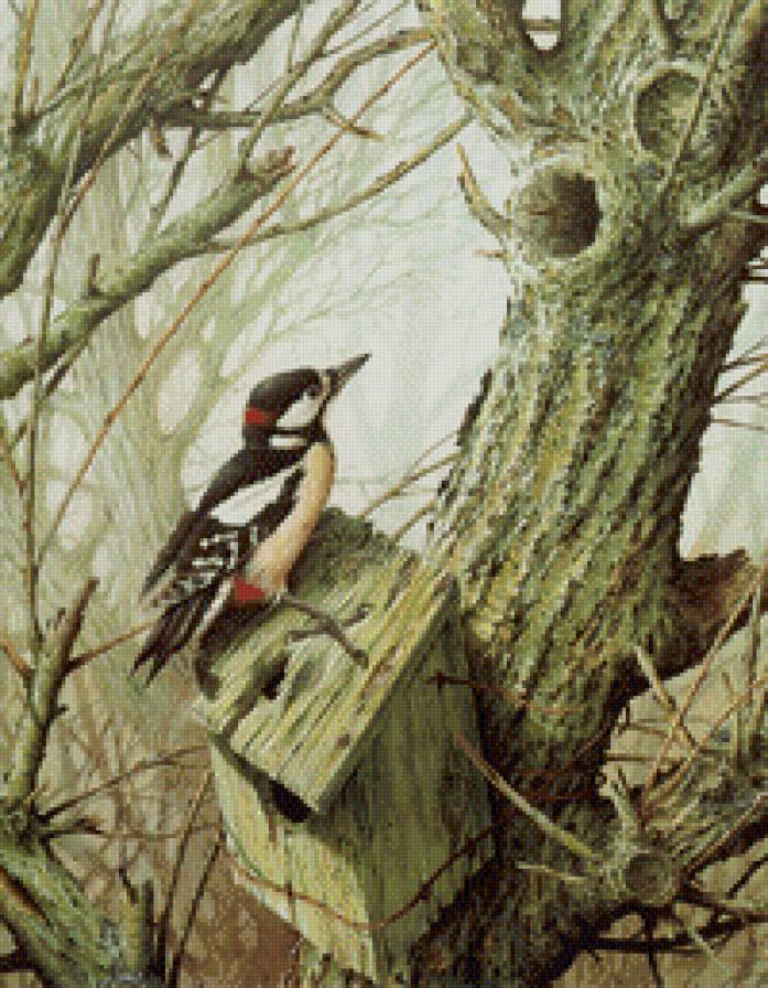 дятел - птицы, скворечник, дятел - предпросмотр