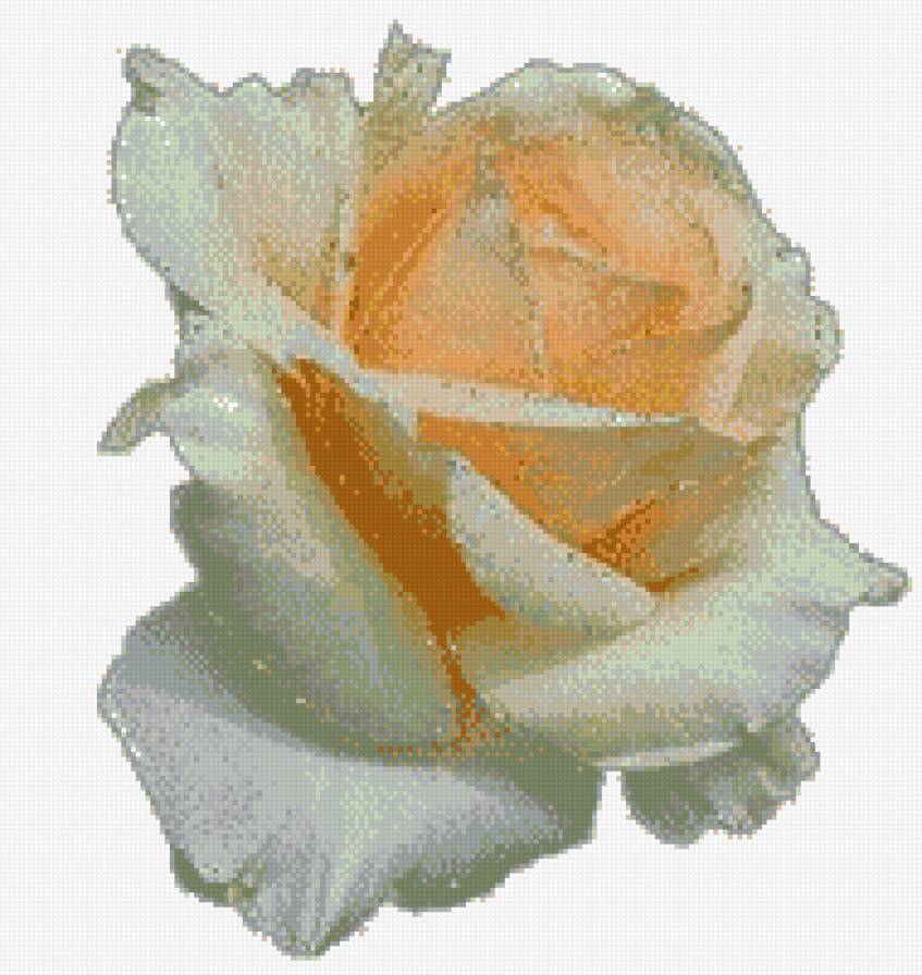 №447372 - розы, цветы - предпросмотр