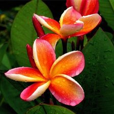 Схема вышивки «плюмерия»