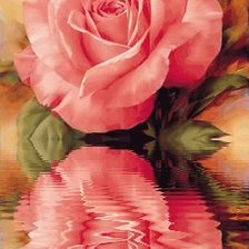 розы отражение в воде