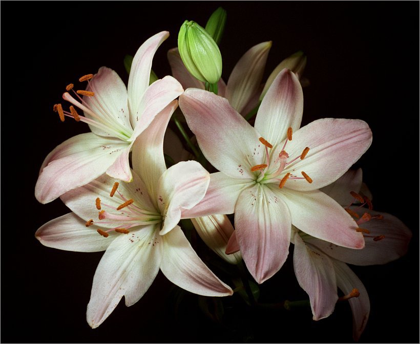 лилия - оригинал