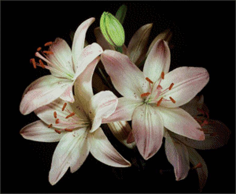 лилия - предпросмотр