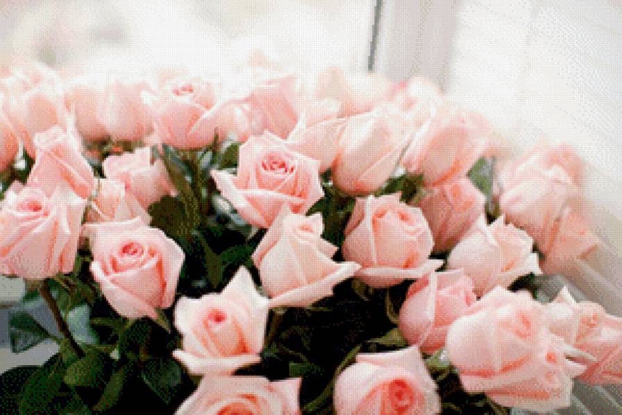 Розы - букет, розы, цветы, пейзаж, подарок, розовый, запах, красота - предпросмотр